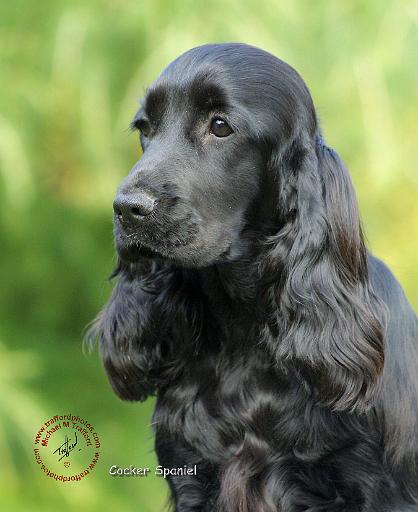 Cocker Spaniel 9T004D-206.JPG